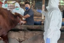 2000 Hewan Ternak di Jawa Timur Terjangkit Penyakit